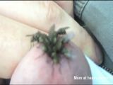 Flies Gorge On Blood From Cock - Fly Videos
