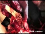 Bloody Gore Porn - Snuff Videos