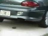 Crocodile under a car