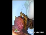 Mantis Munching On Nipple - Bloody Videos